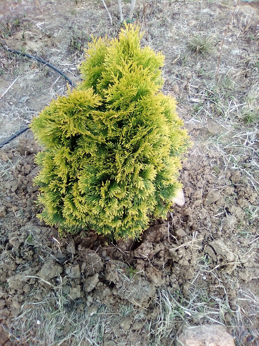 Туя европа голд фото и описание