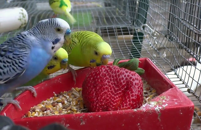 Можно ли попугаям клубнику. Волнистый попугайчик. Еда для попугаев волнистых. Кормление волнистых попугаев. Что едят волнистые попугаи.