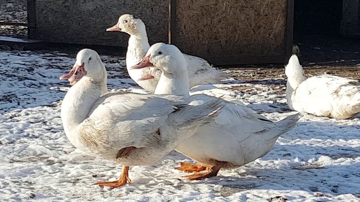 Утки породы мулард фото