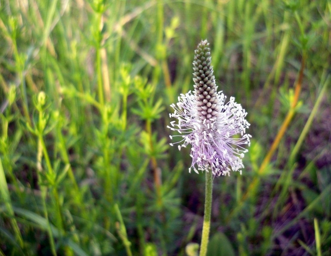 В качестве цветка подорожник отращивает вот такую баланду.