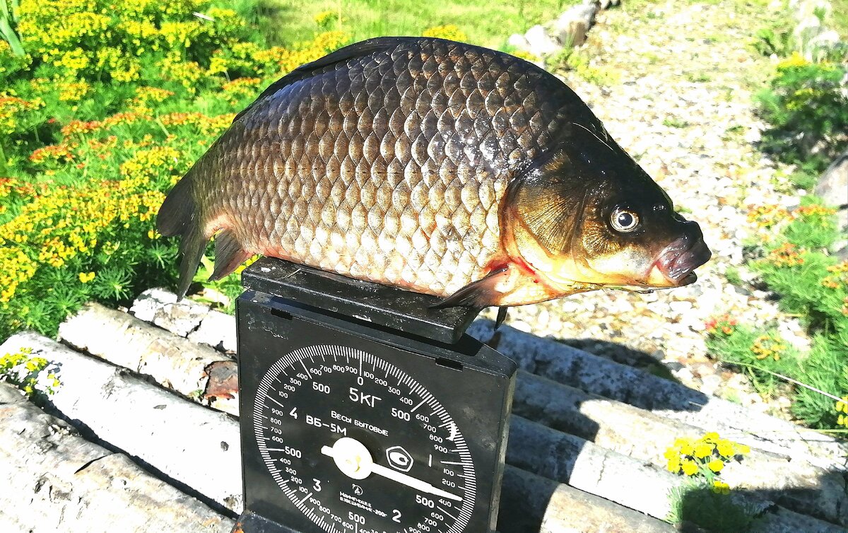 5 кг размер. карпа 1. карп до 1 кг. карпа 1. рыба карп 1кг.