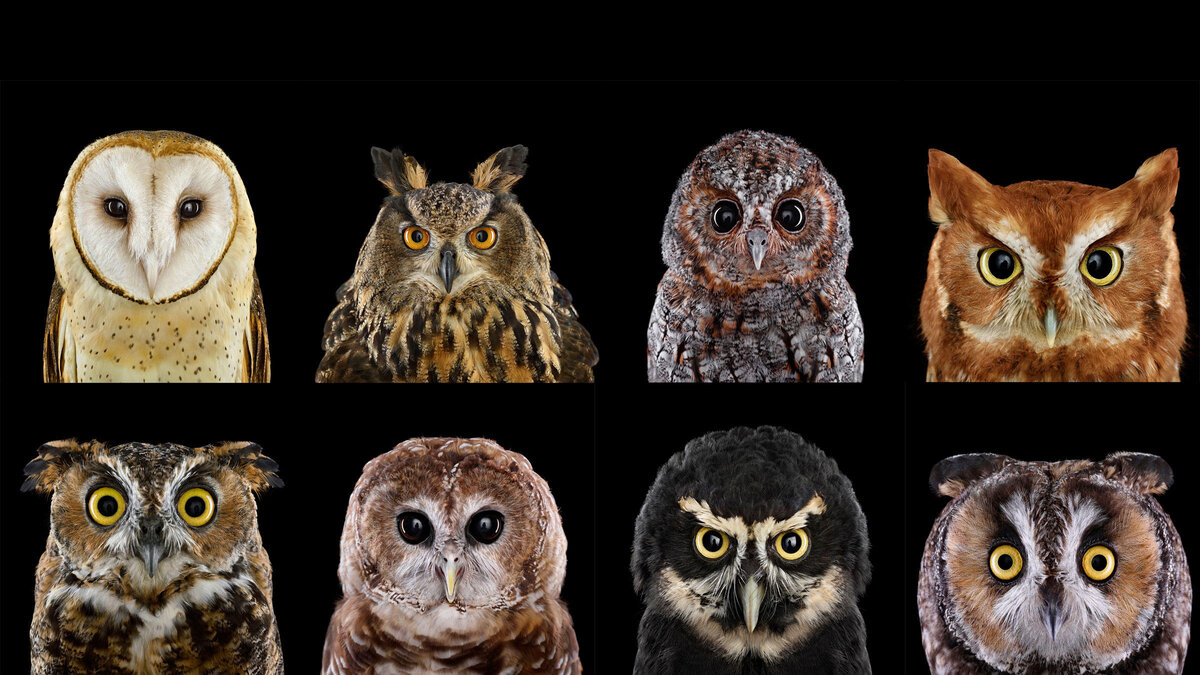 Источник фото: audubon.org