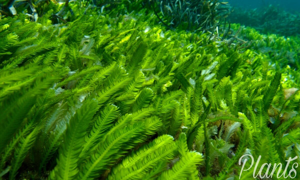 Водоросль очень быстро заполняет всё морское дно. 