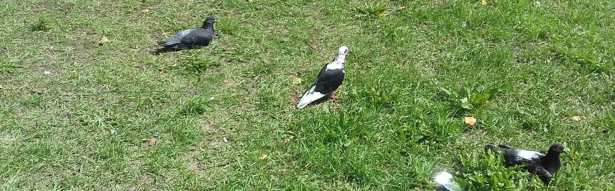 С виду обычный голубь, но у него белая голова и хвост