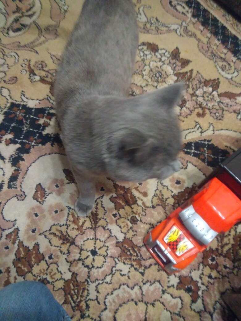 Кот Барон из Банды Дворян