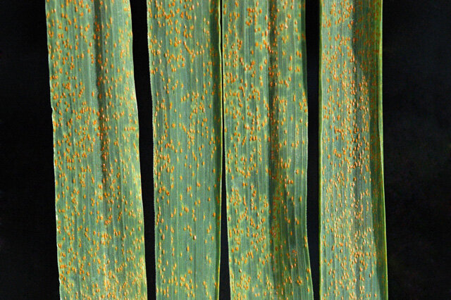 Фото James Kolmer