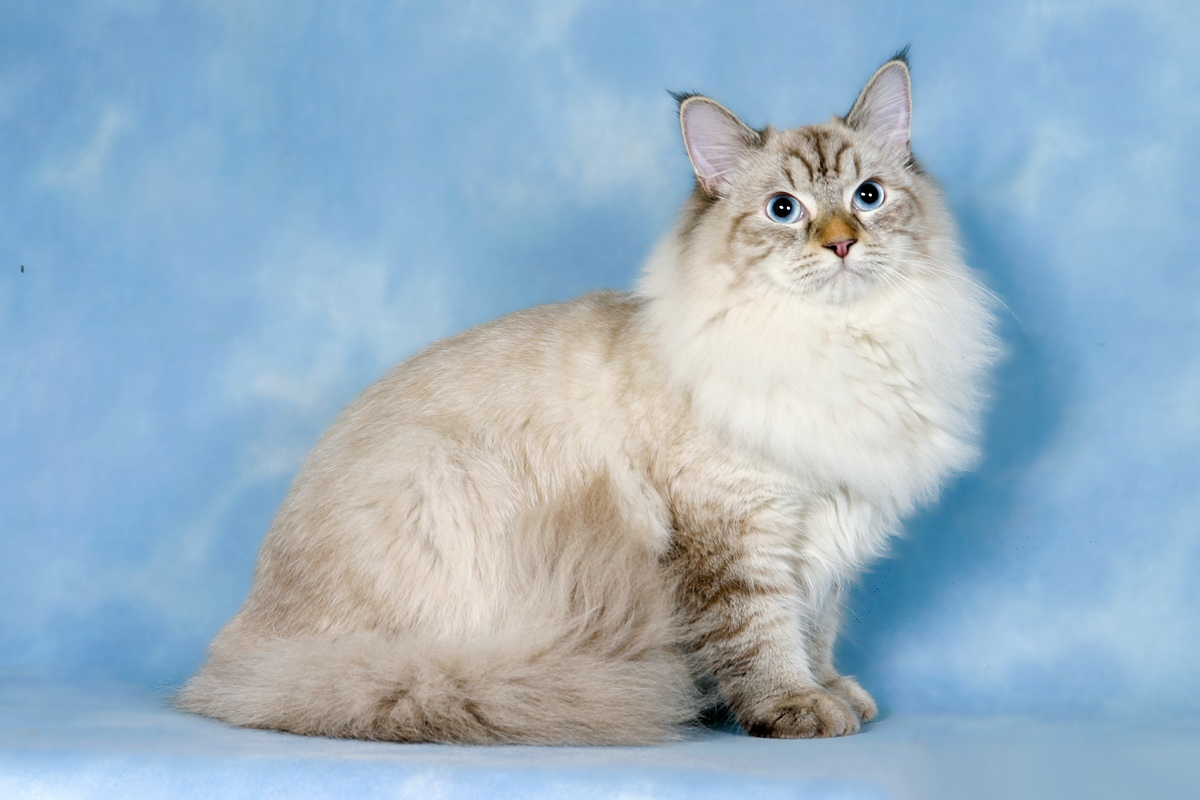 Сибирская кошка. Сибирская полудлинношерстная кошка. Породистые Сибирские кошки. Сибирская кошка палевая.