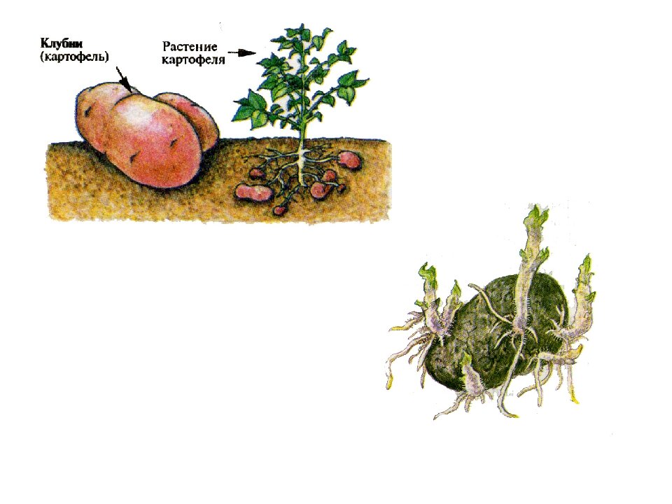 Как прорастает картофель в земле схема