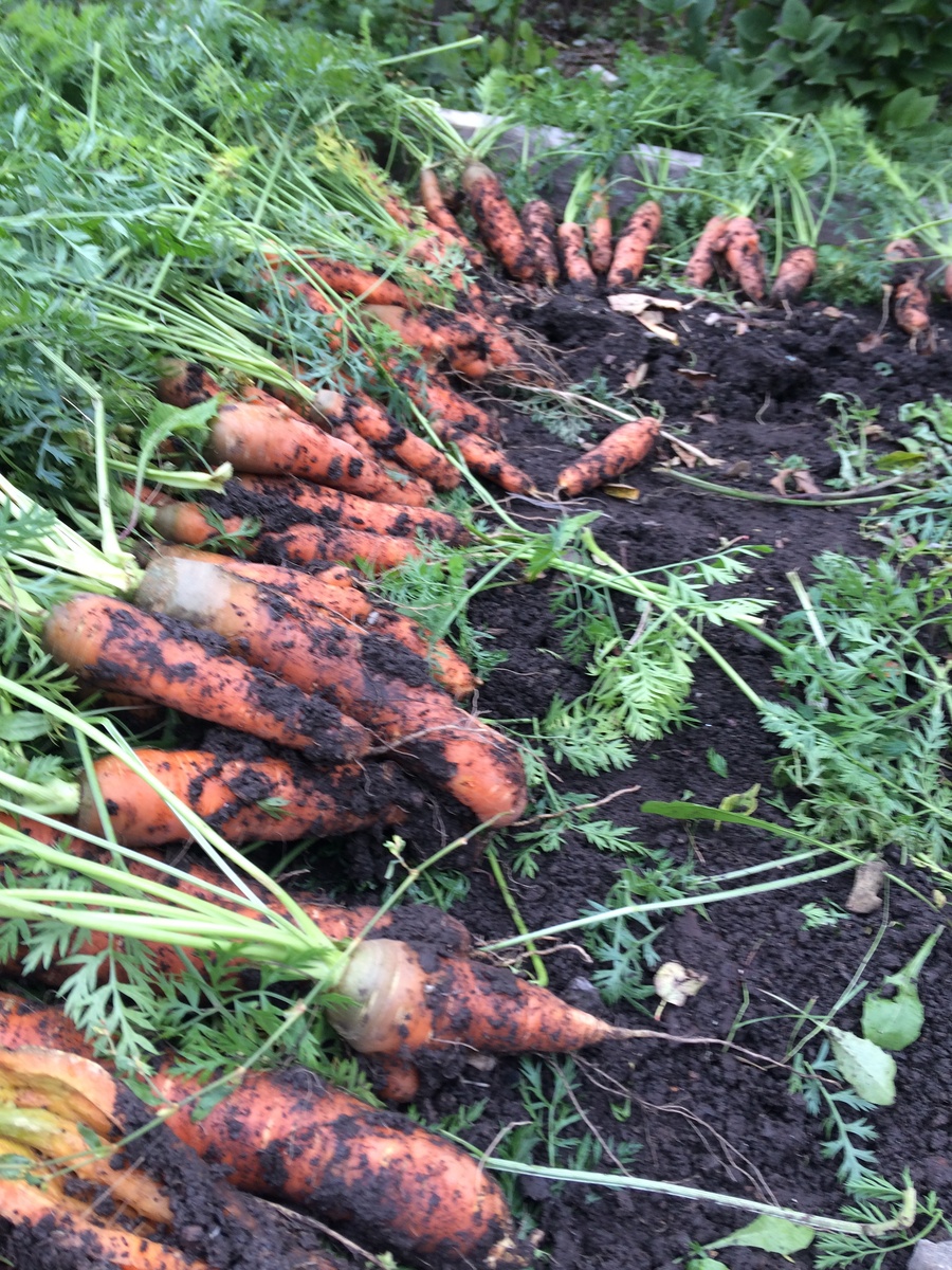 Земля сырая, приходилось руками очищать каждый корнеплод.