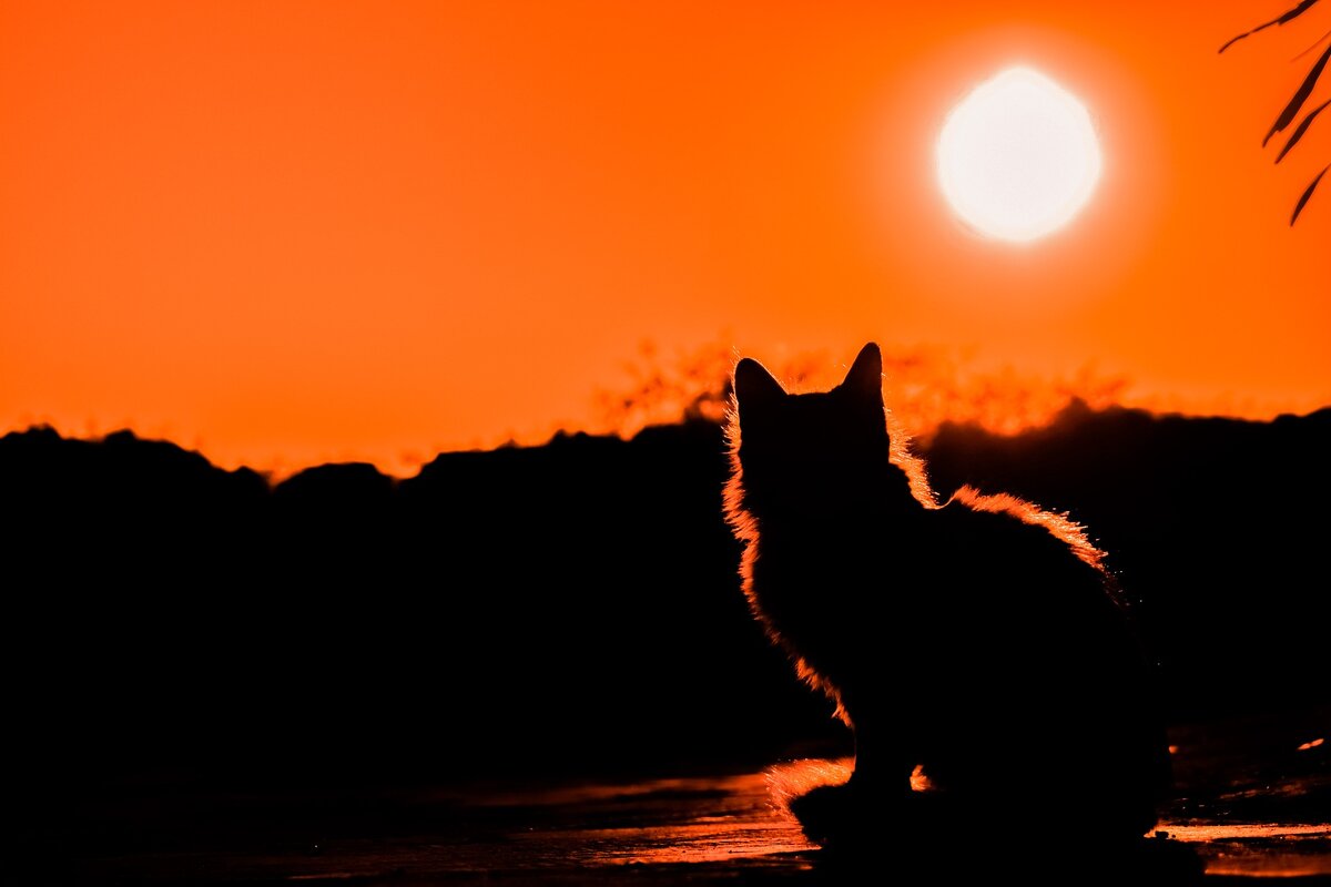 https://cdn.pixabay.com/photo/2017/12/09/21/33/sunset-3008779_1280.jpg