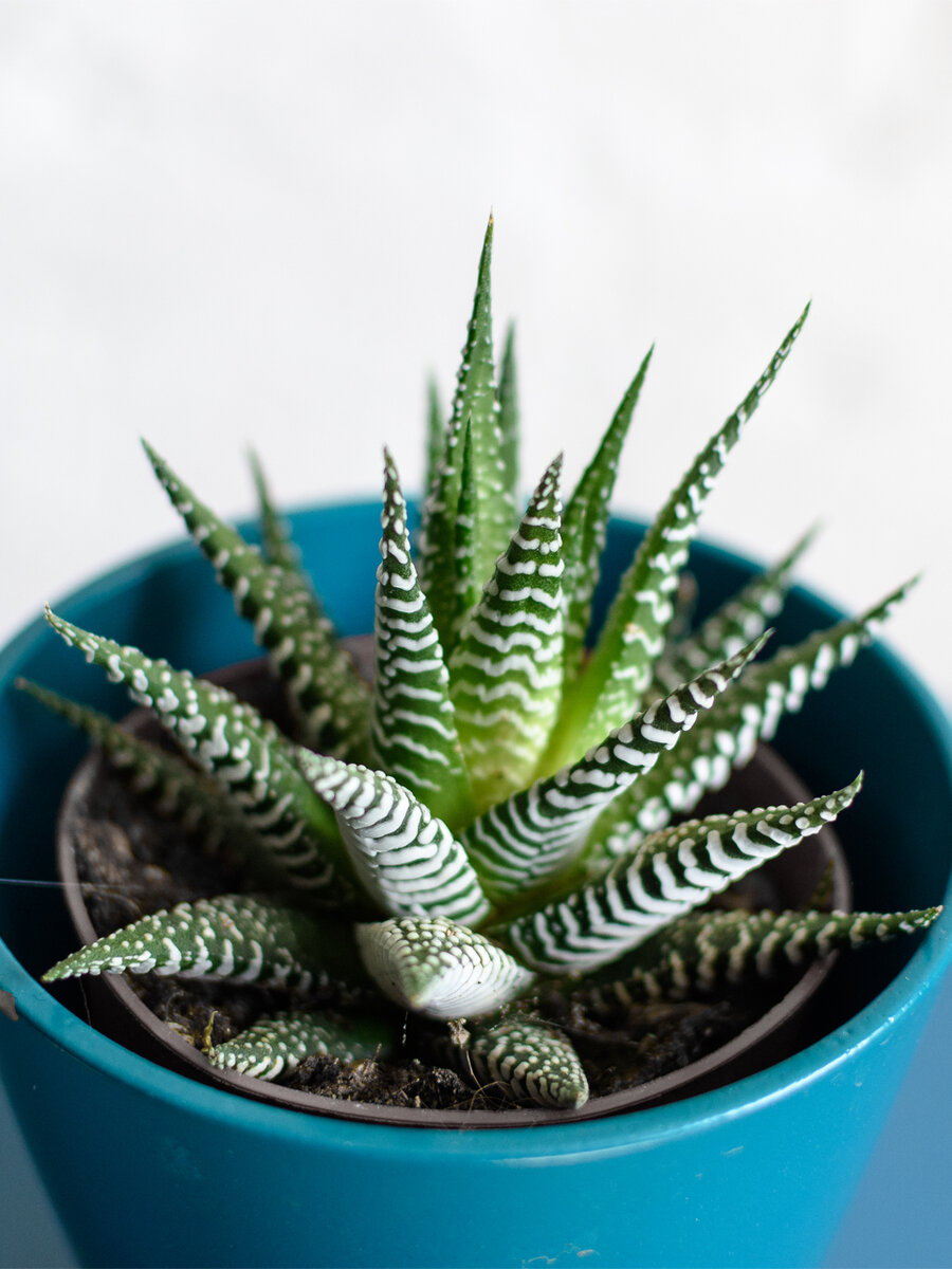 Haworthia fasciata (Хавортия полосатая) Один из самых распространенных видов. *на фото растение взято из интернета в качестве примера.