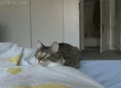 Прыг скок, сальто котика