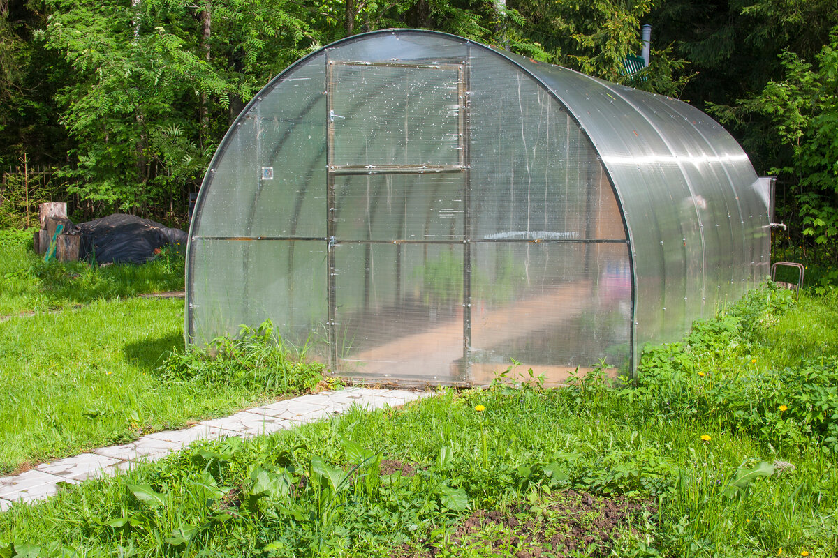 Теплица на фоне "векового" леса. На самом деле за теплицей действительно серьезный еловый лес, который стоит стеной по юго-восточному краю участка. Садоводы поймут - довольно неприятная ситуация, ограничивающее растения в утреннем солнце