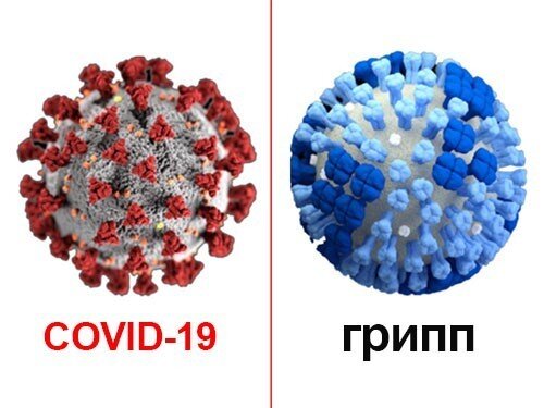 Чем отличается ковид 19. Вирус гриппа. Молекула гриппа. Вирус гриппа и коронавирус. Разница между вирусом гриппа и коронавирусом.