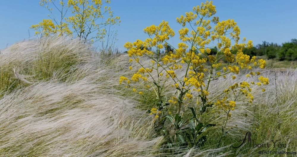 Растение усьма