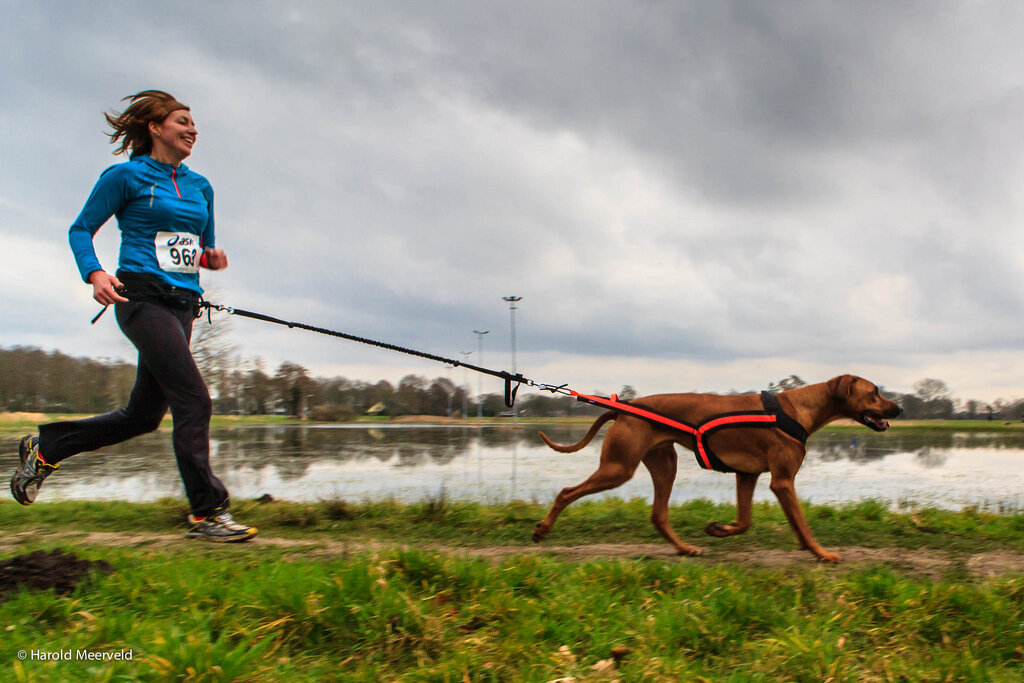 Спортивный Dog