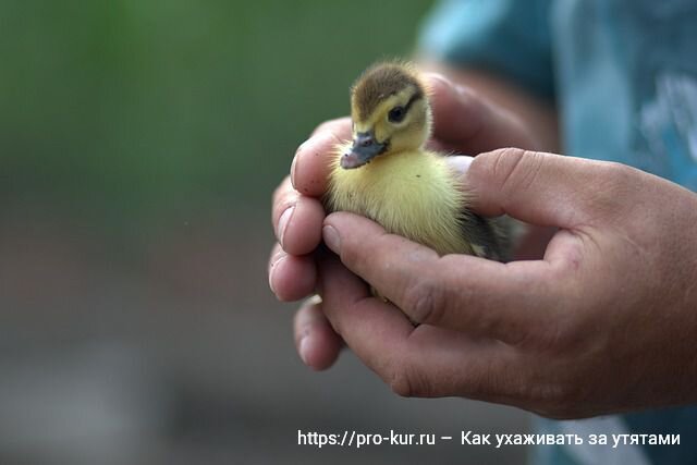 Как поить утят чтобы не проливали воду