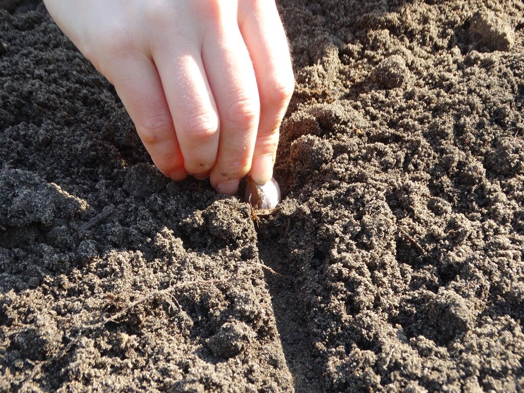 Всходы укропа. Прореживание петрушки. Посев петрушки. Ростки моркови. Рассада петрушки.