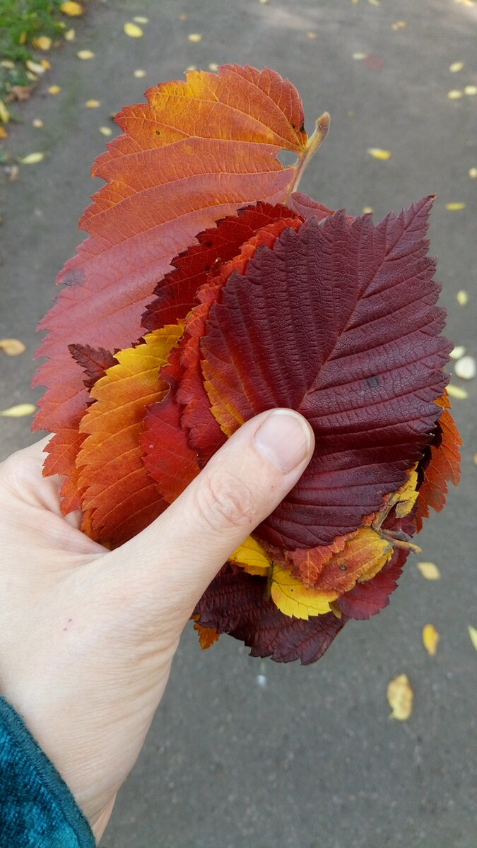 Собираю яркие листья