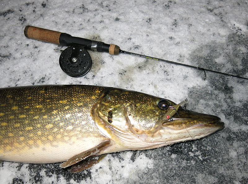 балансиры для зимней рыбалки на щуку. зимние балансиры на щуку. щука на балансир зимой. балансир на щуку. ловля щуки на балансир зимой.