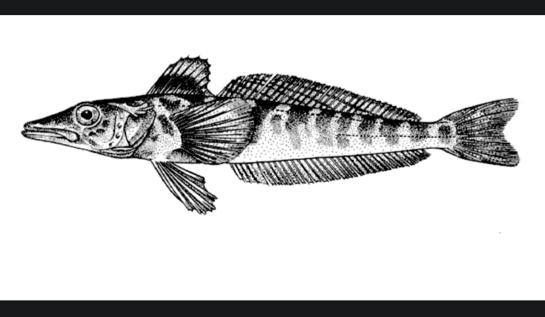 Рыбка ледяная. Фото с сайта fishbiosystem.ru