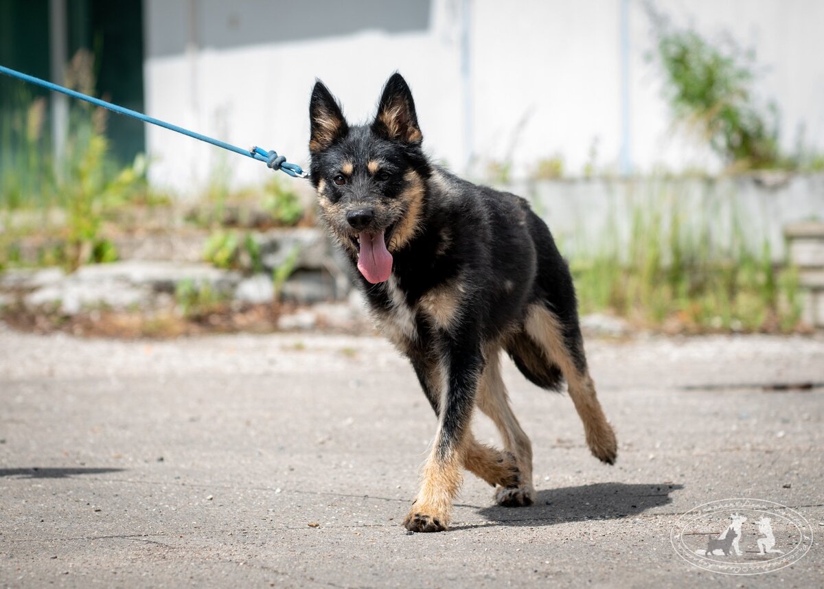 Дживс. Веселый пес, улыбчивый и милый! Учится быстро всему. Главное - он уже отличный компаньон человеку