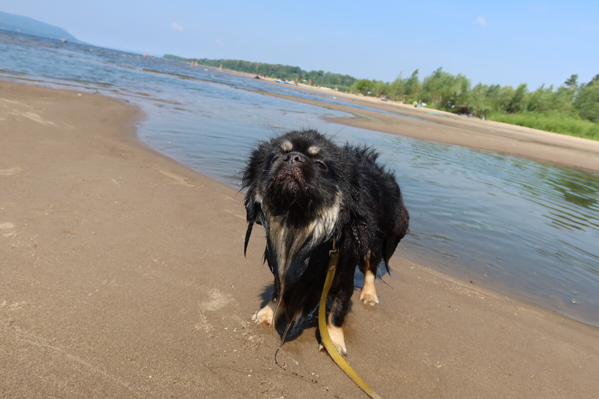 Блэки не любит плавать. Только по острой необходимости - это когда волшебный пинок выбора уже не оставляет. 