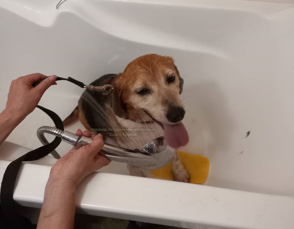 Собачка принимает ванную.