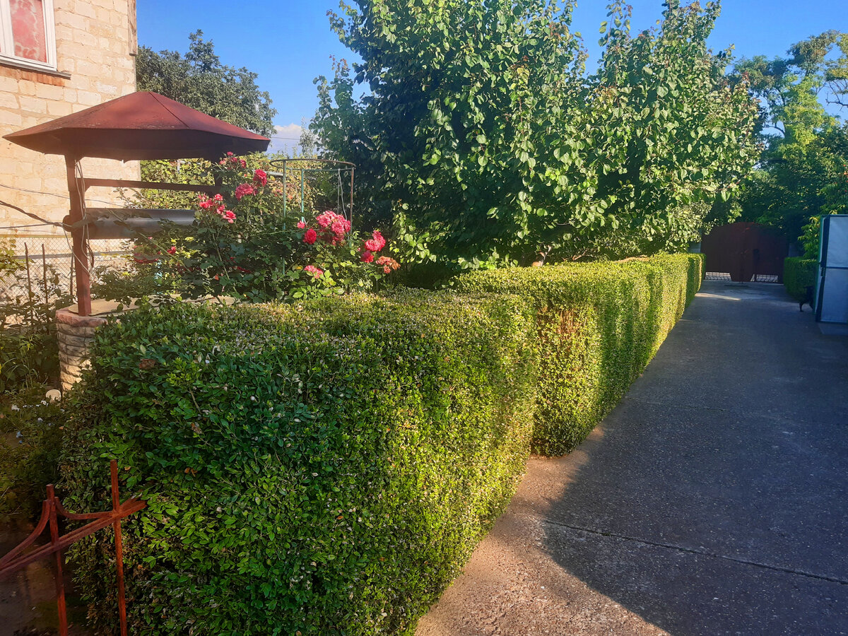 Наш самшит сегодня (фото автора)