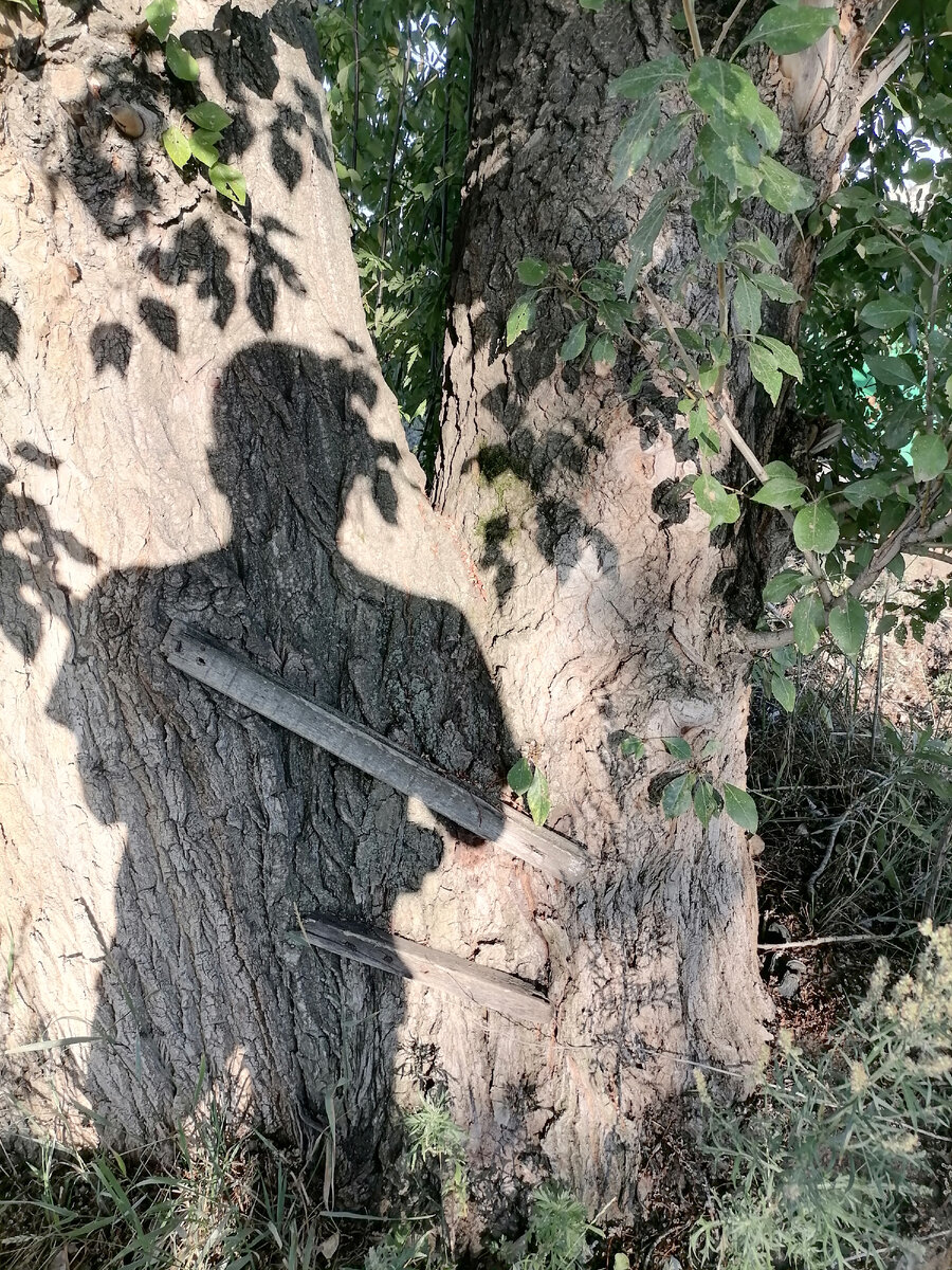 А это моя тень)