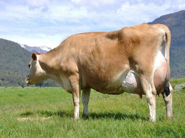 Джерсейская порода коров — одна из самых старых и жирномолочных культурных пород. Жирность молока — до 6 % и более. Расход кормов на литр молока — 0,8 кормовой единицы.-2