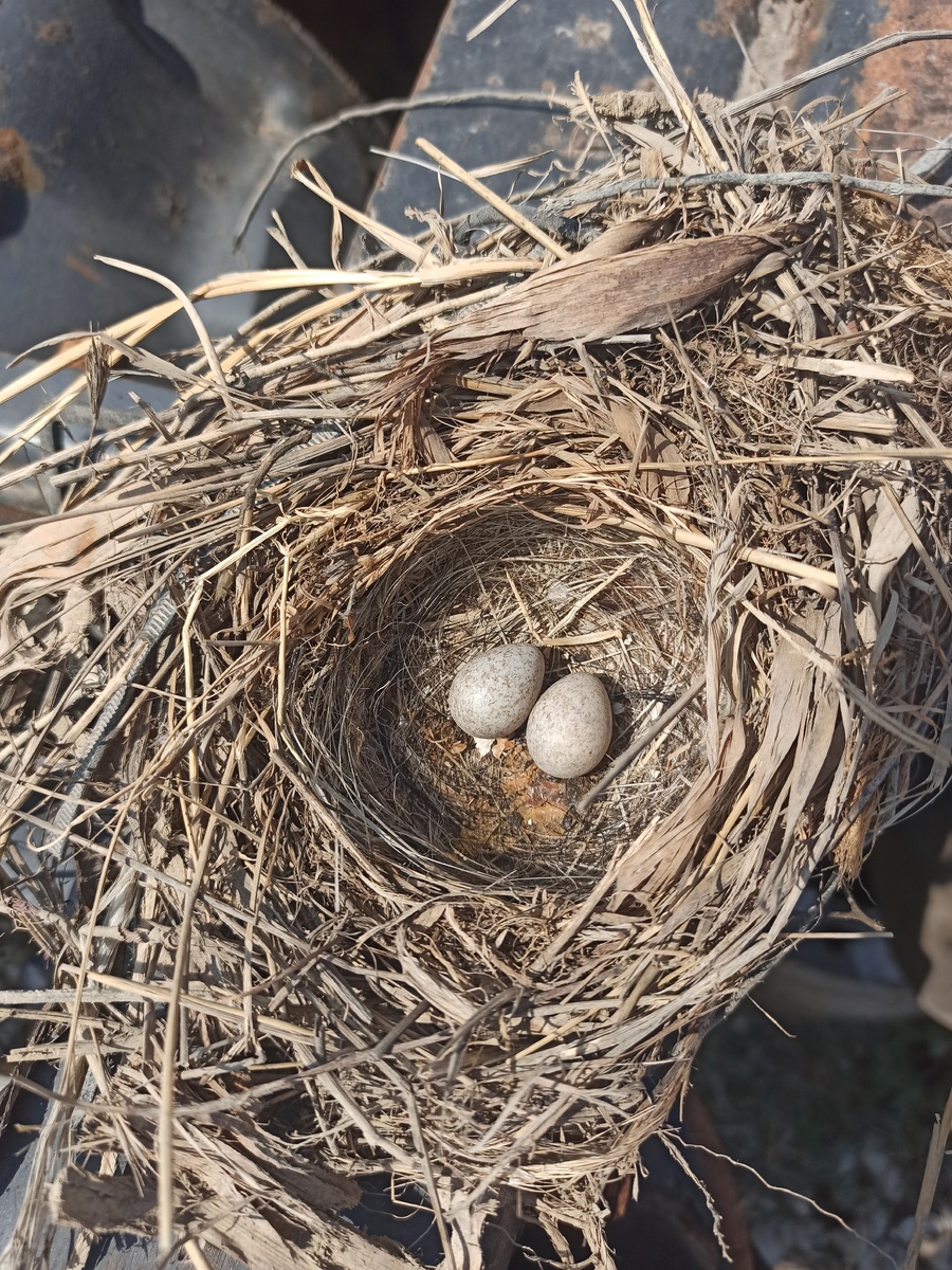 Сегодня нашёл на работе🐣