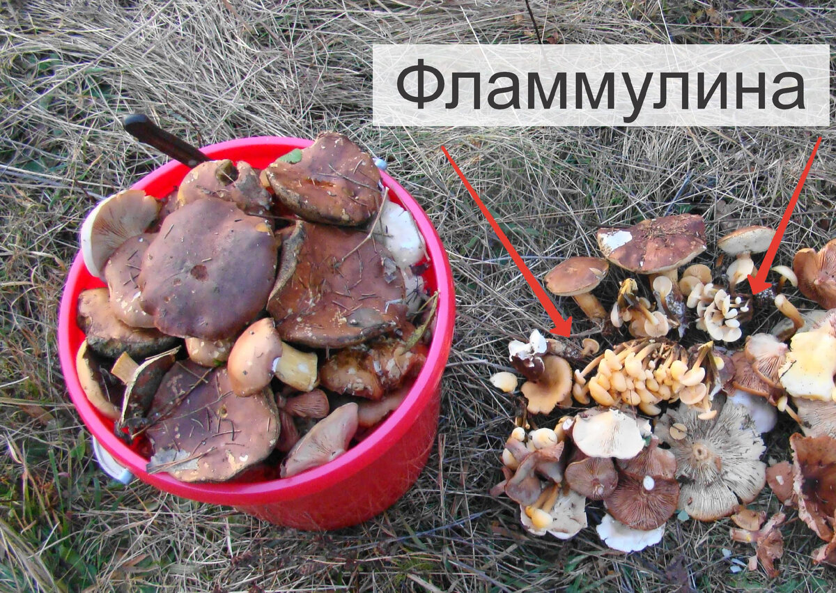 Это были далекие времена, когда я еще могла придти в лес с ведром))