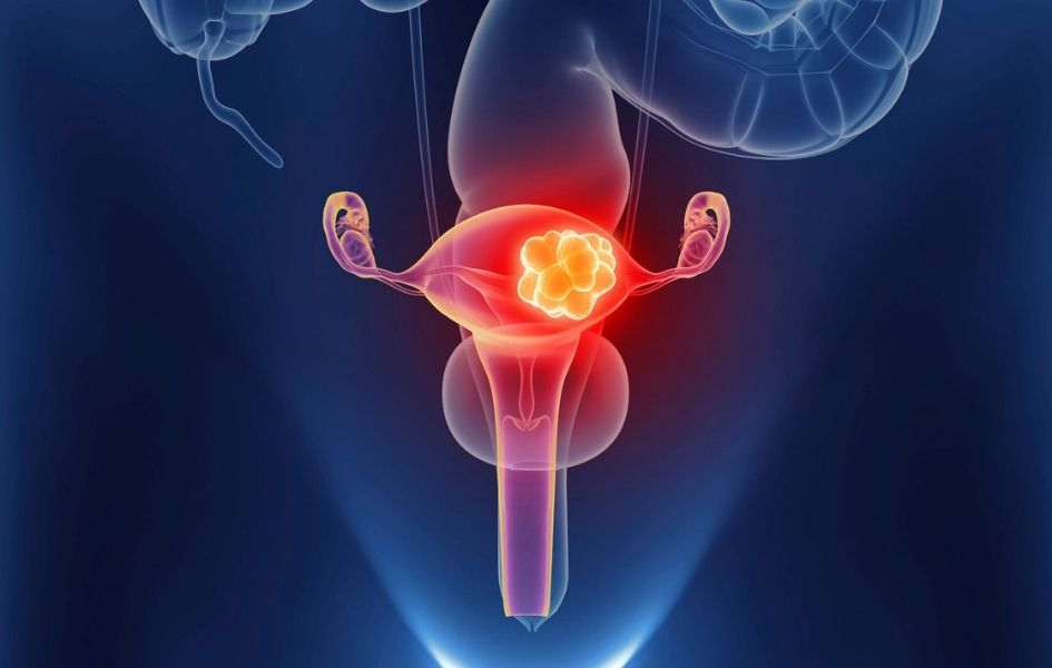 Строение органов женщины