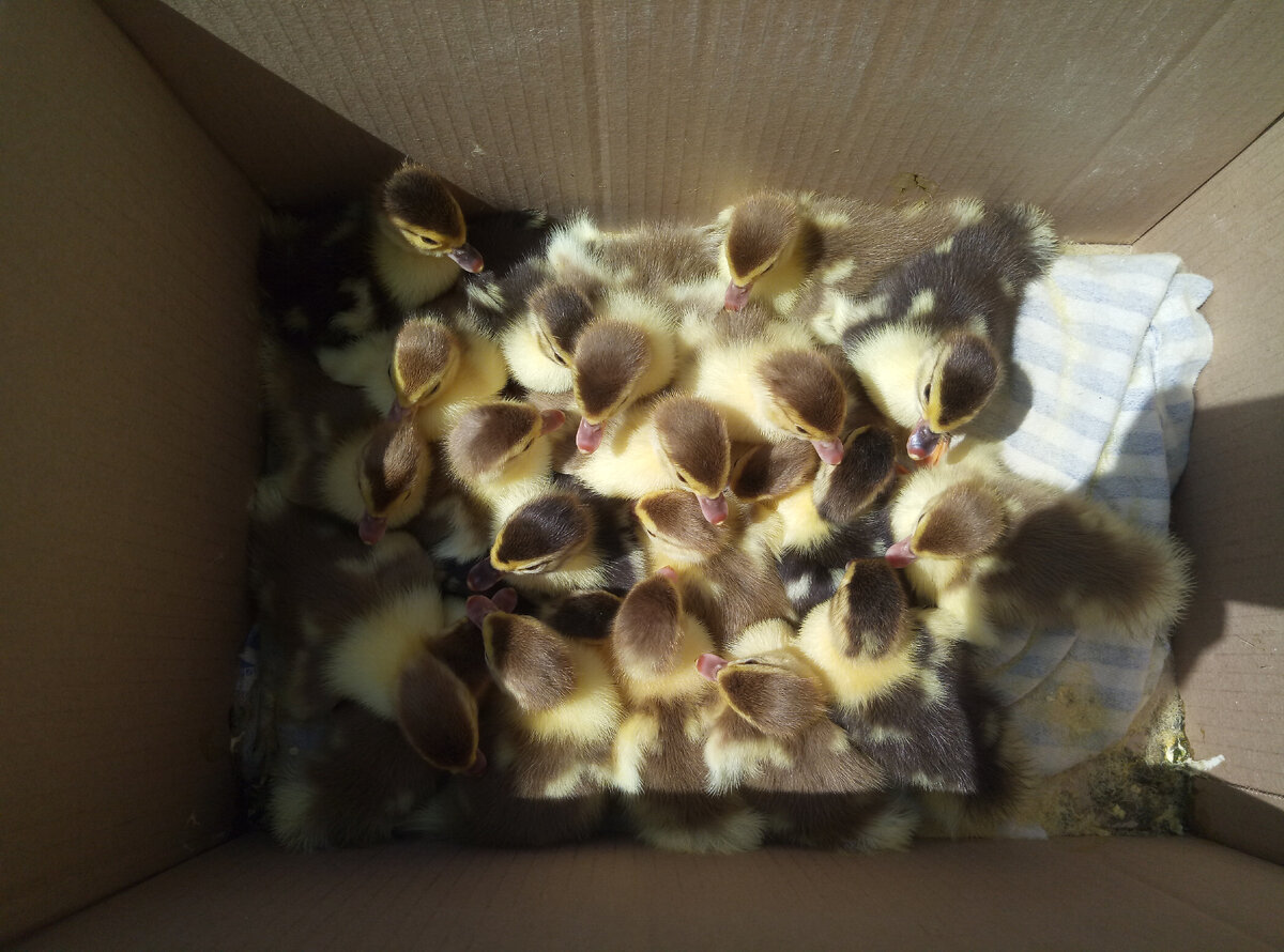 Такой большой выводок был в прошлом году...