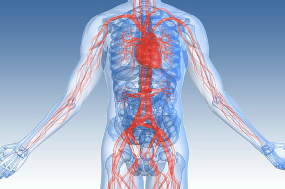 Лечение сосудов человека. Сердечно сосудистая система. Кровеносная система человека. Кровеносные сосуды человека.