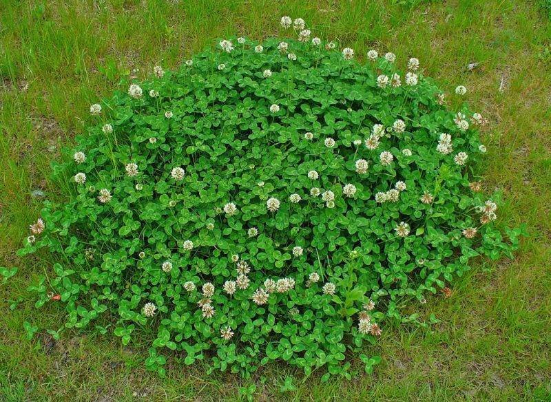 Источник: https://seattlehelpers.org/posadka/klever-belyj-polzuchij-posadka-i-uhod.html