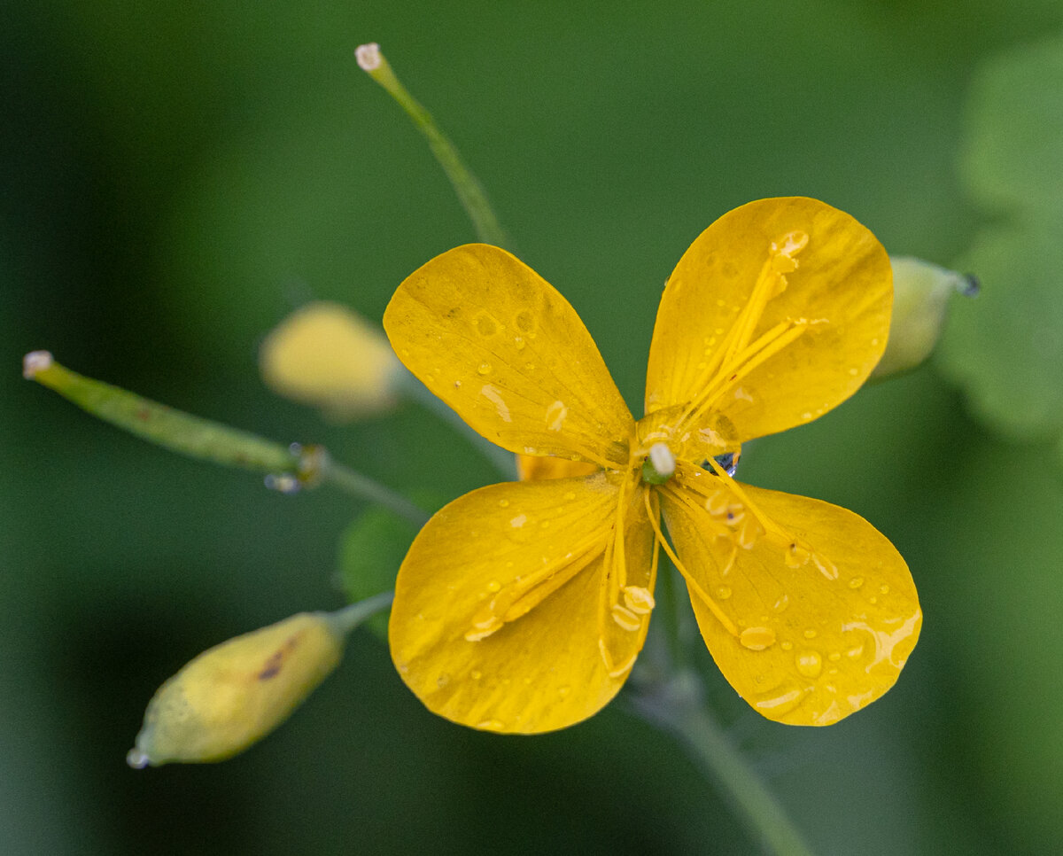 1. Цветок и нераспустившиеся бутоны чистотела большого. Растение ядовито.