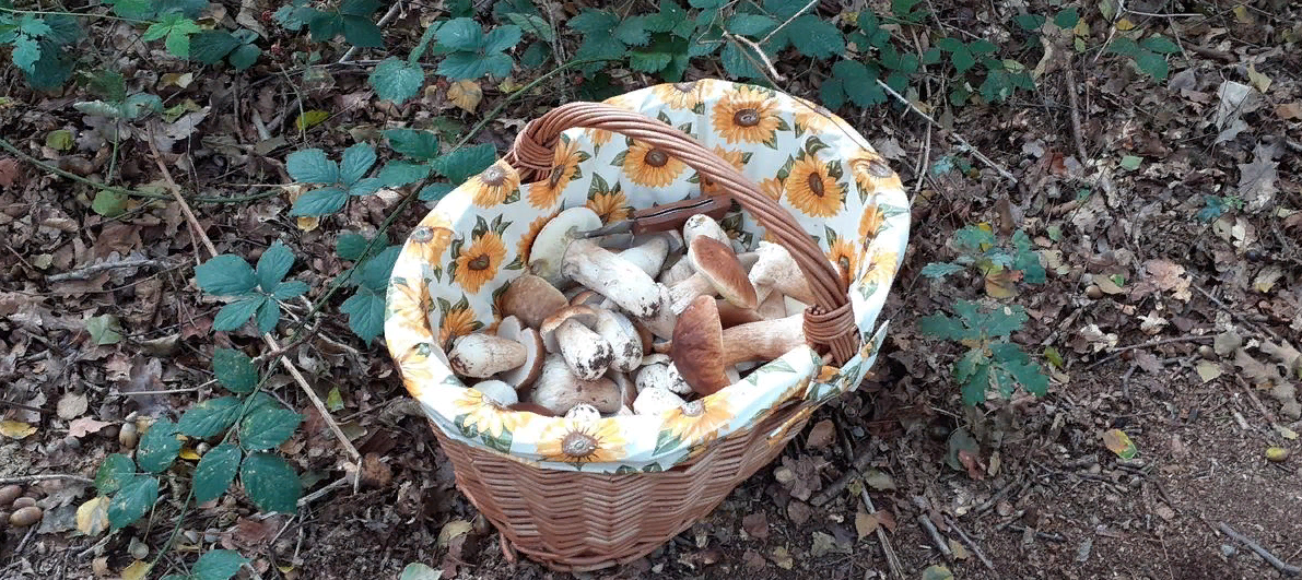 Фото с форума Грибы Говорят. Немецкая ветка - Грибы в Германии. Автор - ОКСИ.