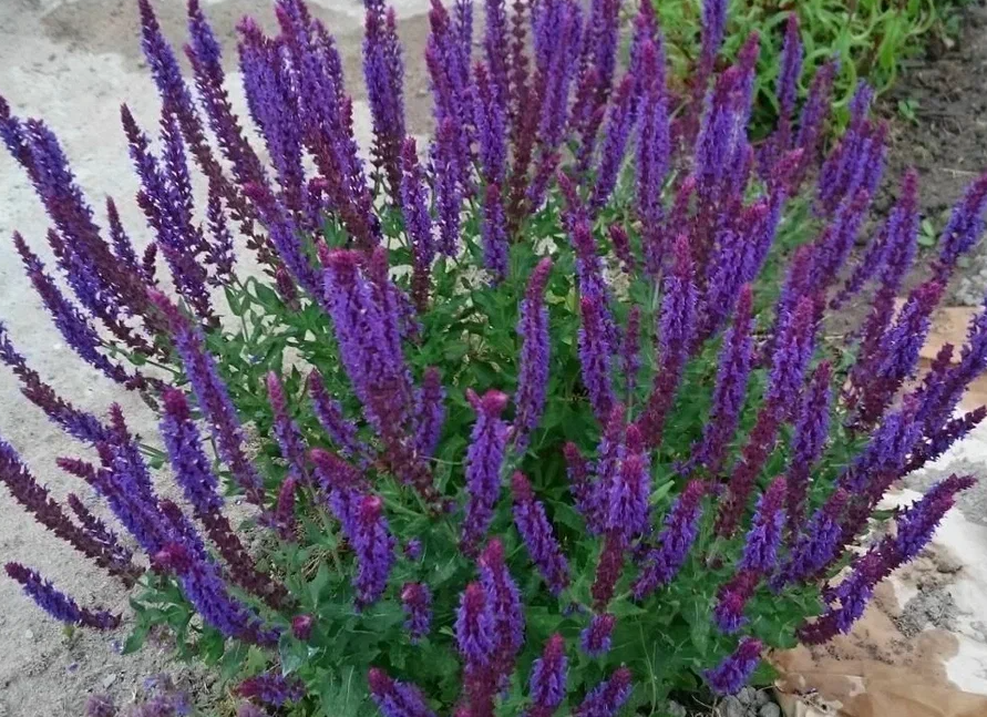 Шалфей Salvia nemorosa Night field