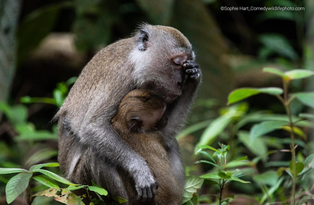 © Sophie Hart.
Финалист Comedy Wildlife Photography Awards’2022