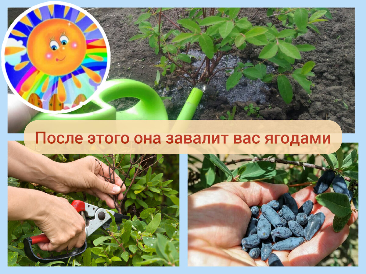 Как ухаживать за жимолостью после сбора урожая Как ухаживать за жимолостью после сбора урожая