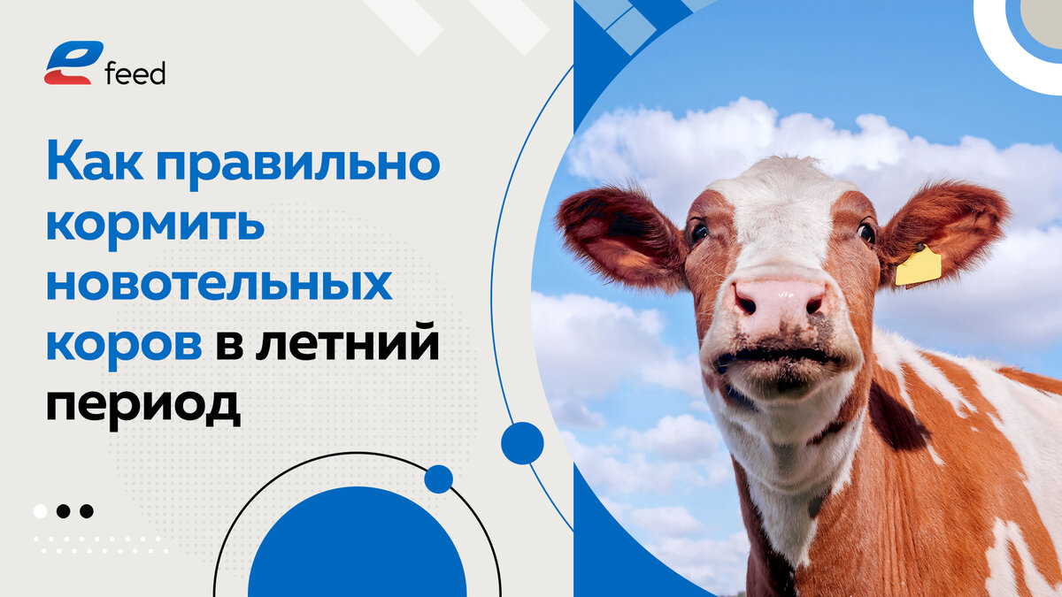Как правильно кормить новотельных коров в летний период