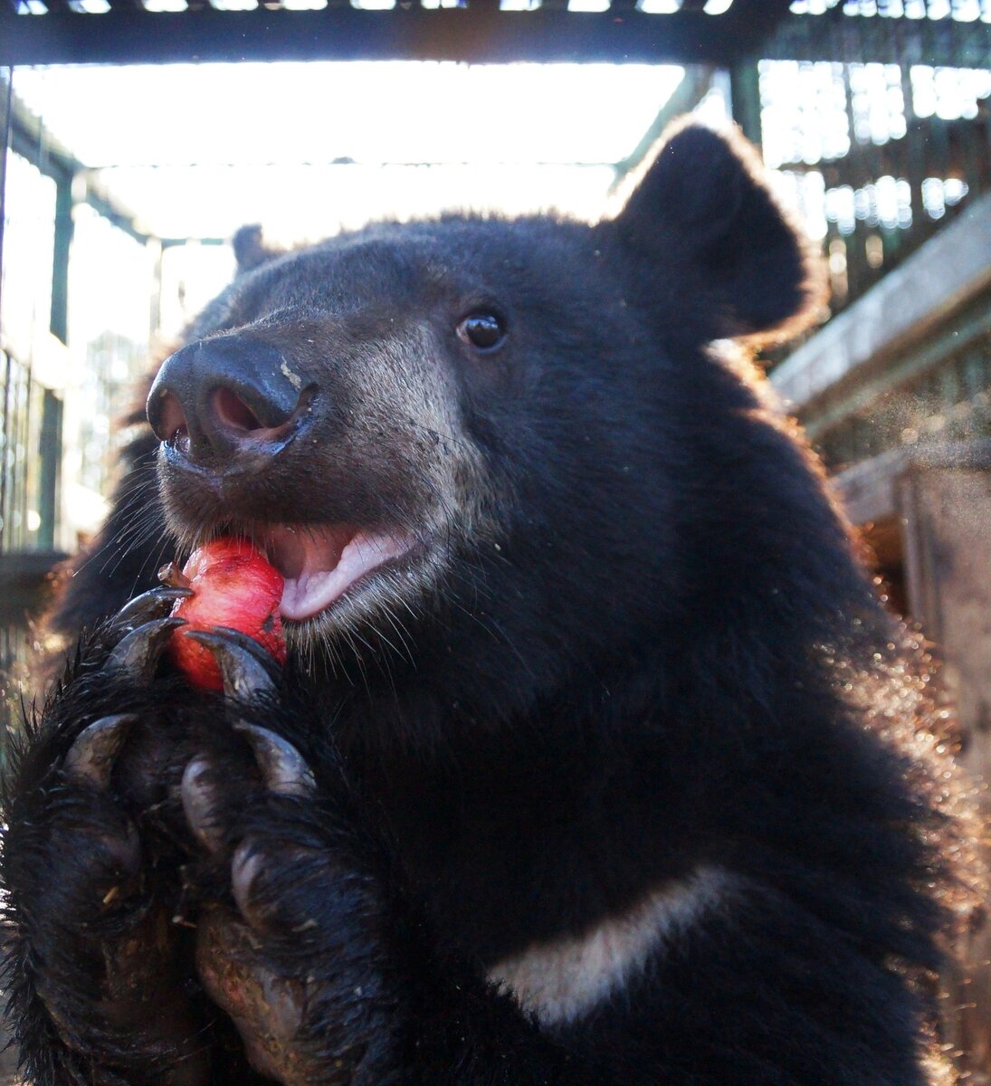 Фото: группа ВКонтакте РКЦентр «ВЕЛЕС» 