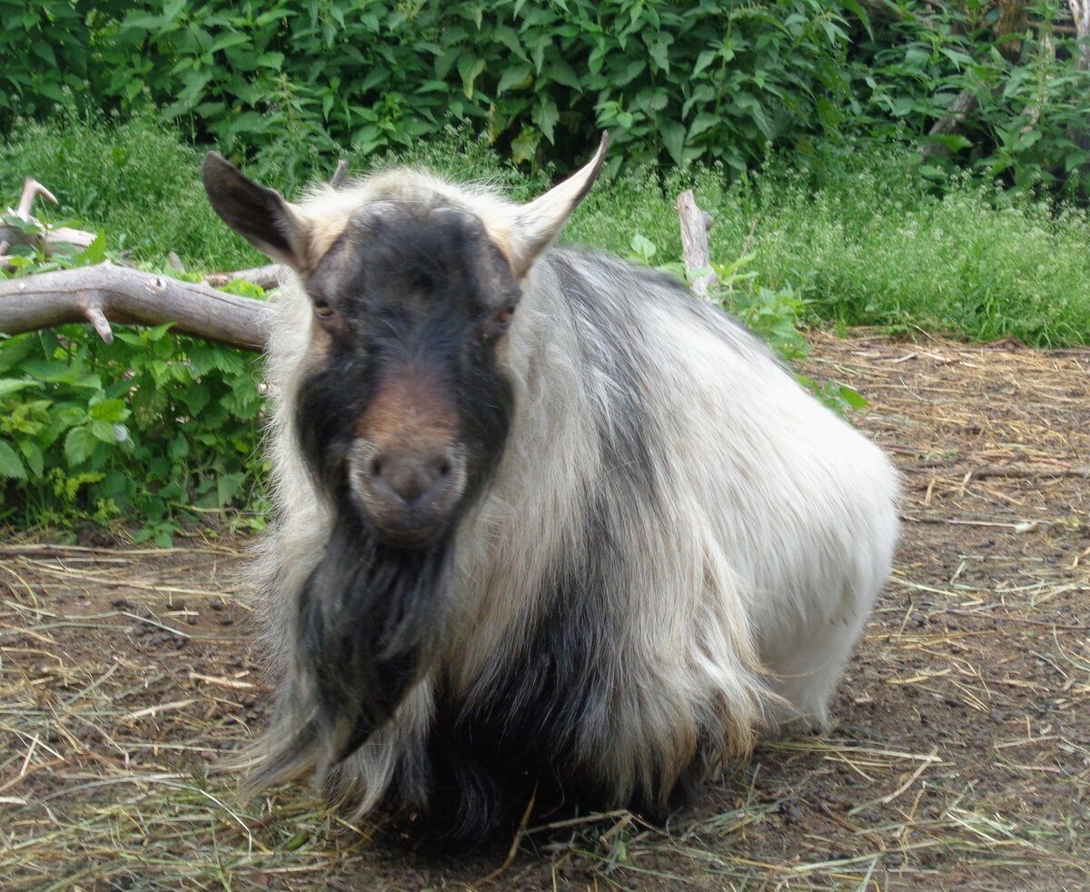 Наш Козел.