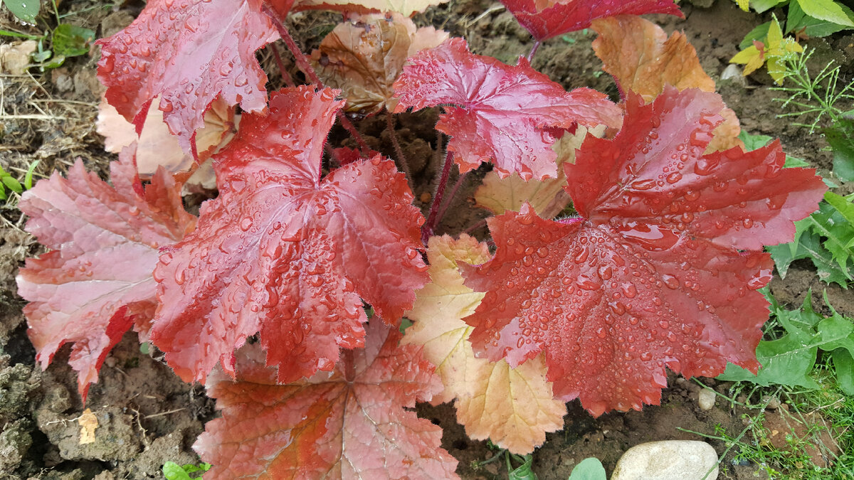 Heuchera Bloody Dragon во всей своей драконьей красоте