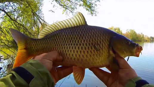 СУПЕР УЛОВИСТАЯ САМОДЕЛЬНАЯ снасть на КАРПА. УБИЙЦА КАРПА практически ...