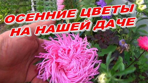 Цветы на даче