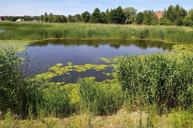    Кто должен почистить пруд?