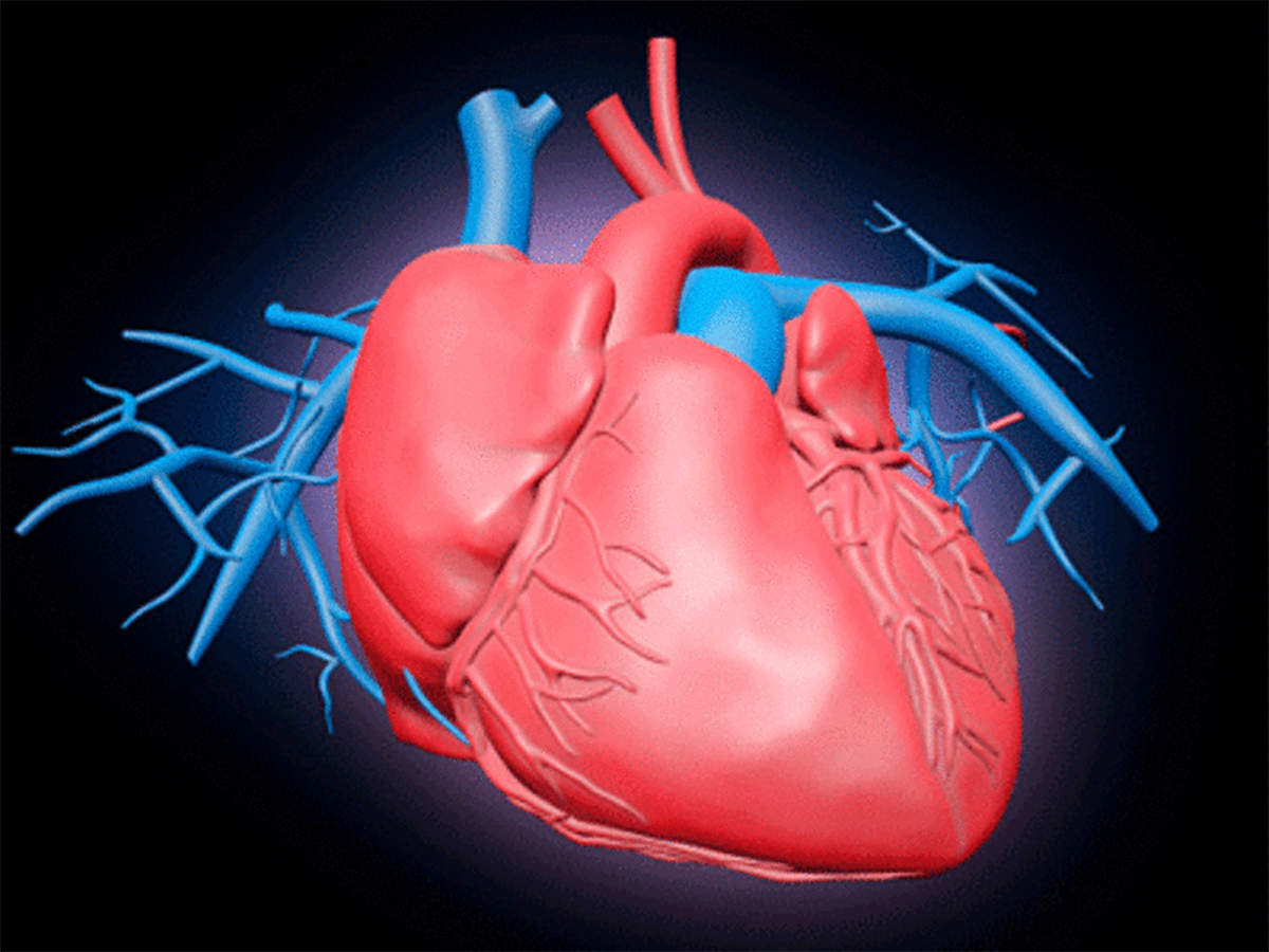 Сосуды сердца. Сердце анатомия. Сердце человека анатомия. Сосуды сердца анатомия. Коронарная анатомия сердца